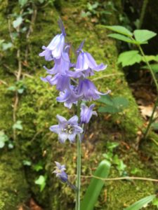 Photograph of bluebell