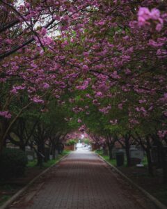 A tree-lined drive at a cemetery, with pink cherry blossom