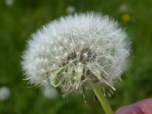 A dandelion clock (seed head) photographed near Lichfield - Mark Taylor - The Lichfield Funeral Celebrant