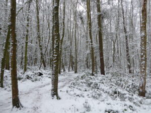 Snowy Path through the Woods - Mark Taylor