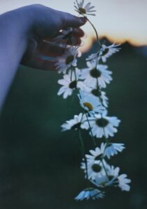 A picture of a Daisy Chain