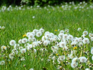 Photograph of Dandelions in a Field near Lichfield - Mark Taylor - The Lichfield Funeral Celebrant