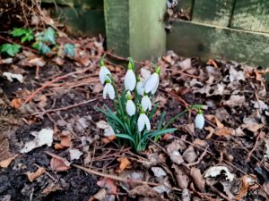 Snowdrops pushing up through the ground to show that spring will eventually come - Mark Taylor - The Lichfield Funeral Celebrant