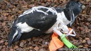 Razorbill killed by balloon