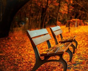 Benches with autumn leaves